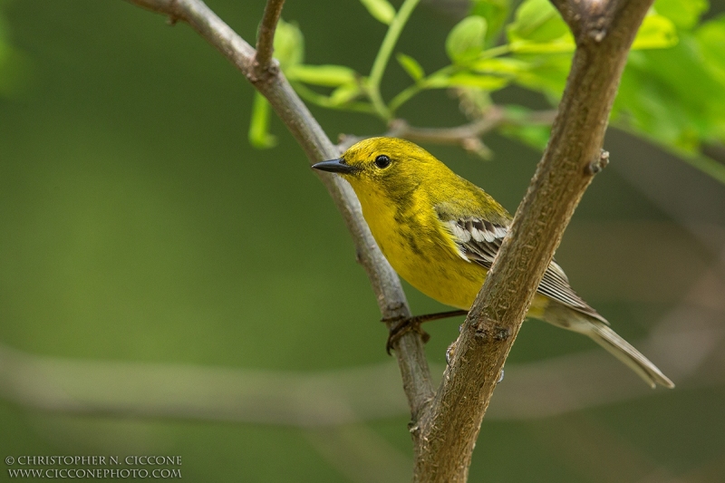 Pine Warbler