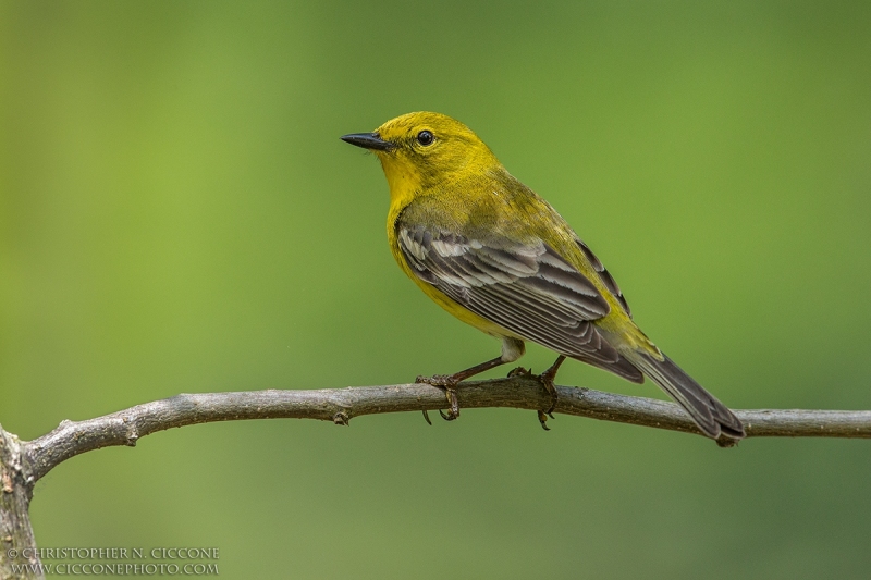 Pine Warbler