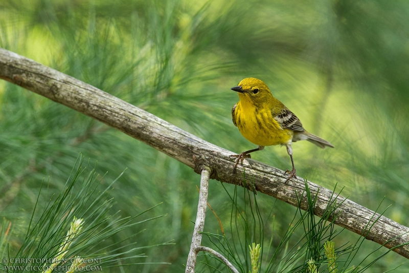 Pine Warbler