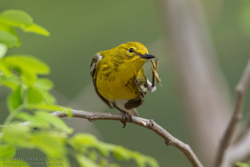 Pine Warbler