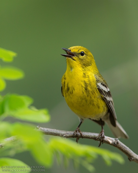 Pine Warbler