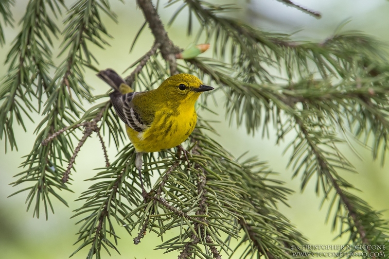 Pine Warbler