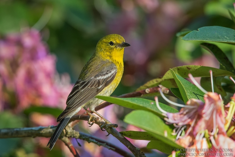 Pine Warbler