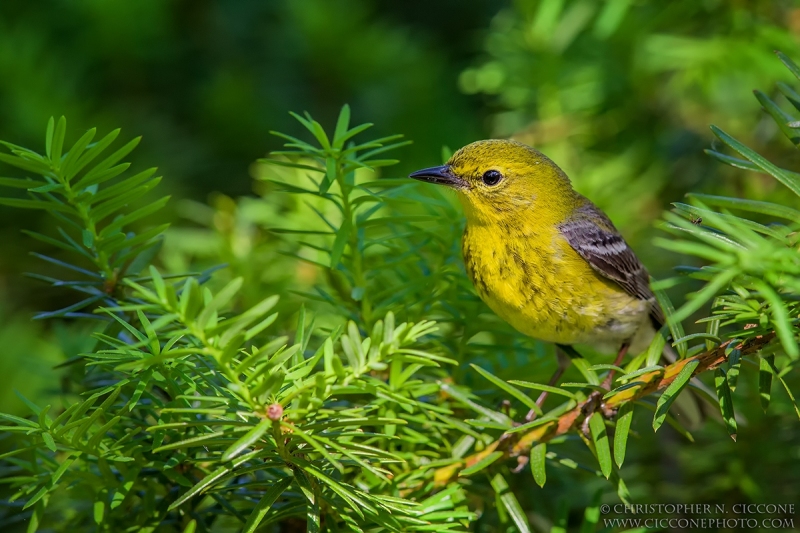 Pine Warbler