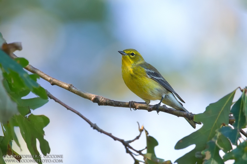 Pine Warbler