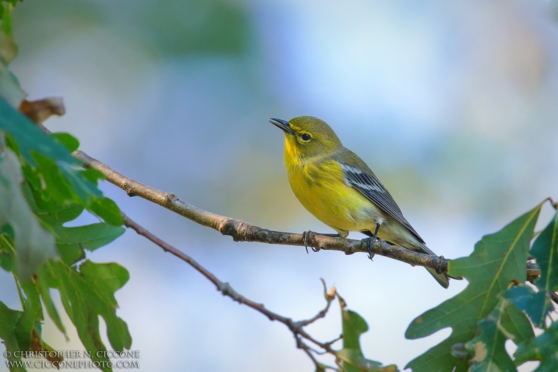 Pine Warbler