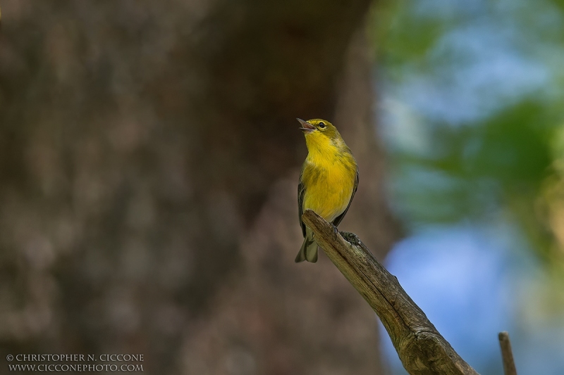 Pine Warbler