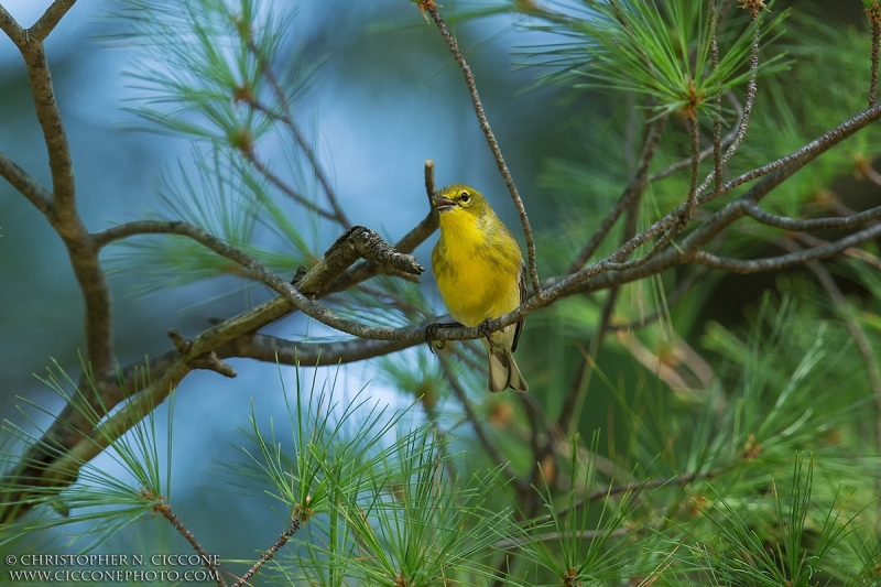 Pine Warbler