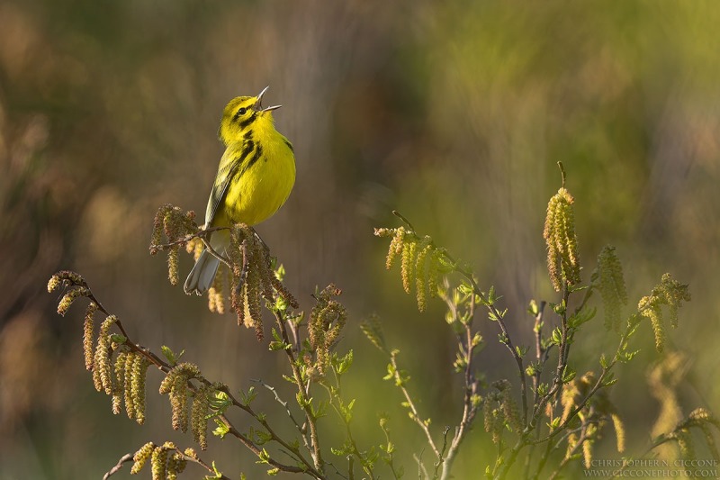 Prairie Warbler