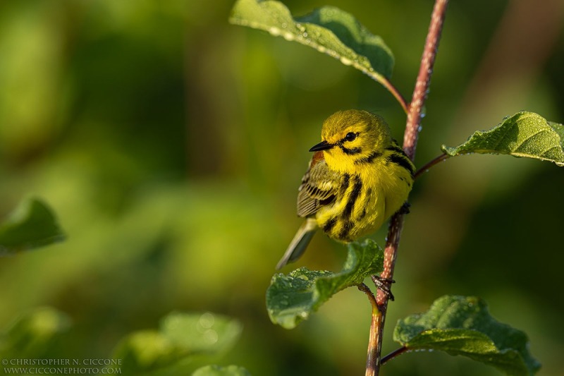 Prairie Warbler