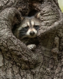 Raccoon