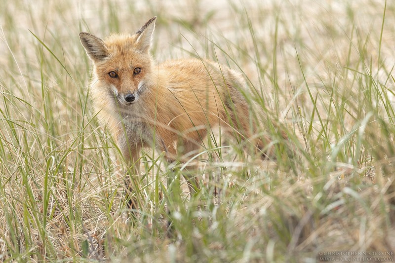 Red Fox