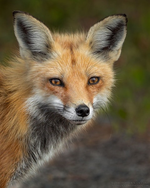 Red Fox Vixen