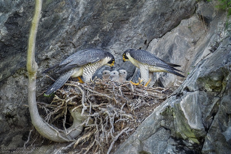 Peregrine Falcon