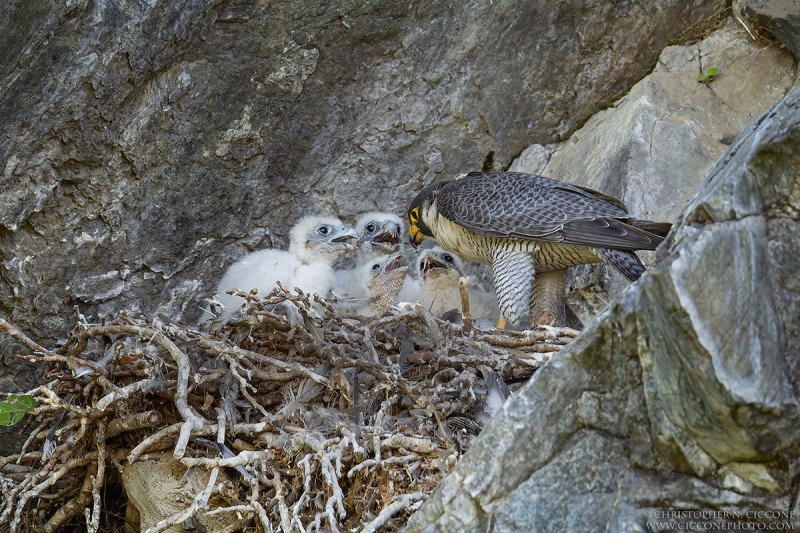 Peregrine Falcon