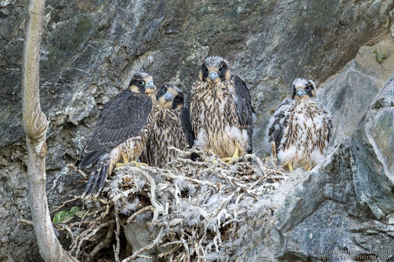 Peregrine Falcon