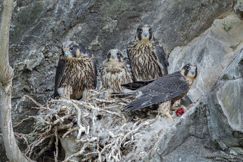 Peregrine Falcon