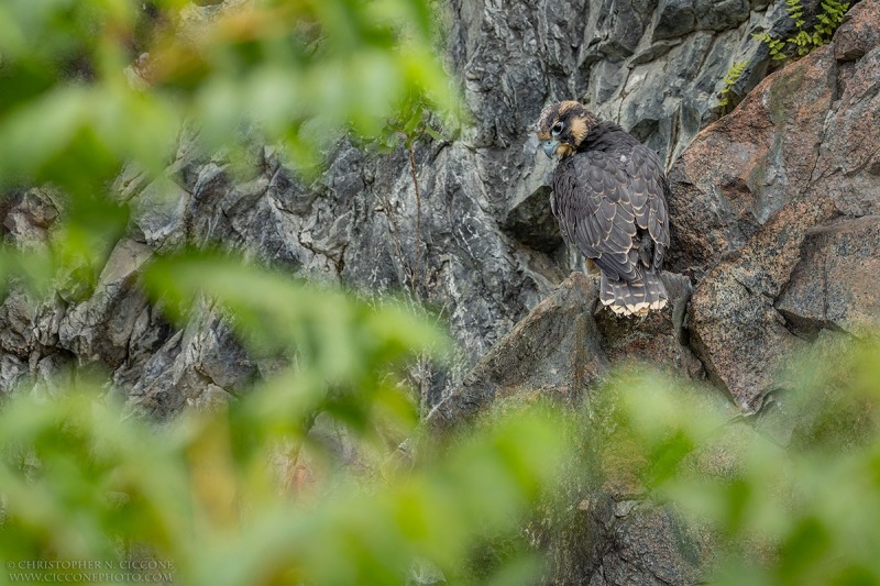 Peregrine Falcon