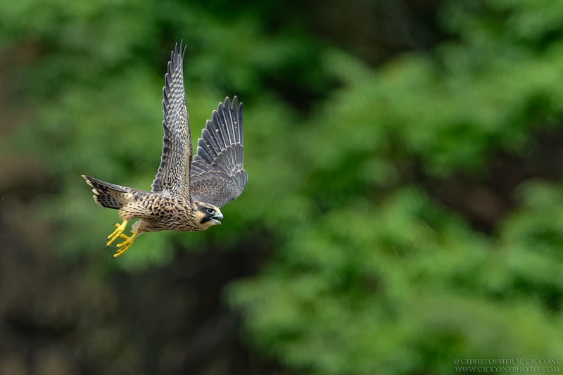 Peregrine Falcon