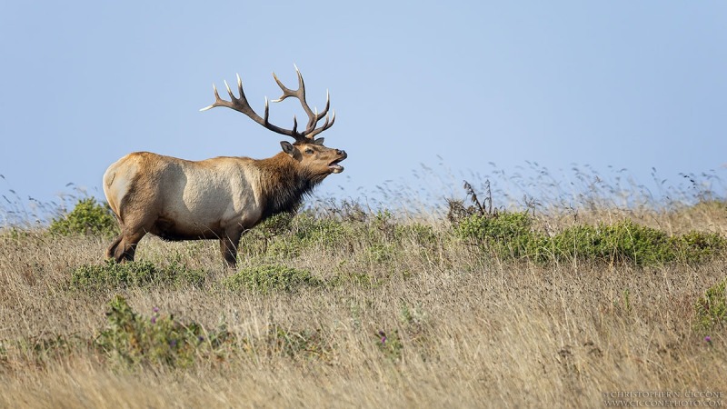 Tulle Elk