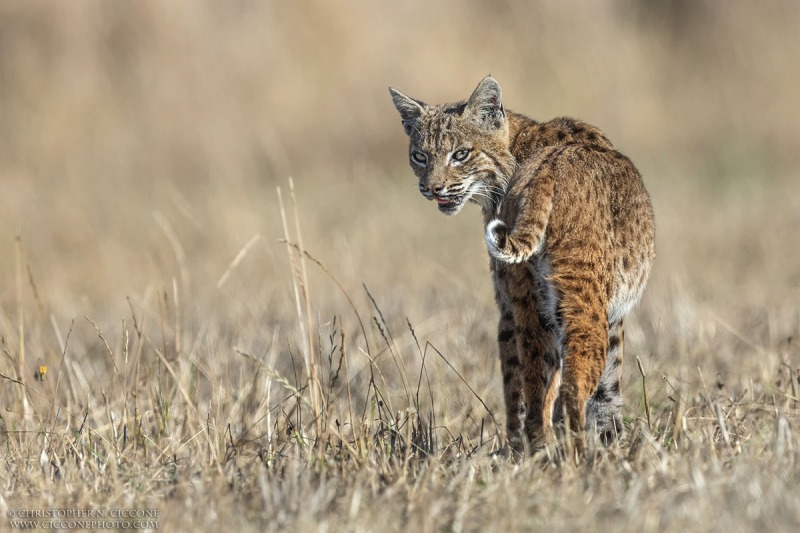 Bobcat