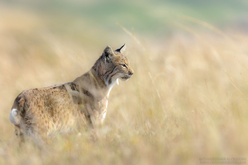 Bobcat