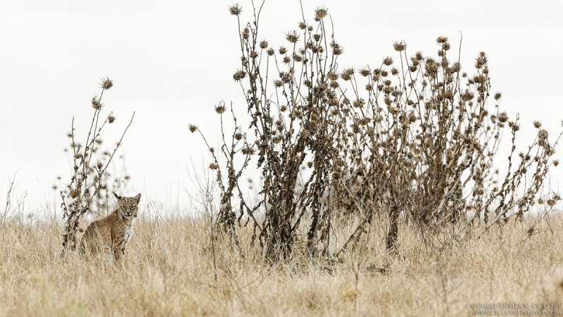 Bobcat