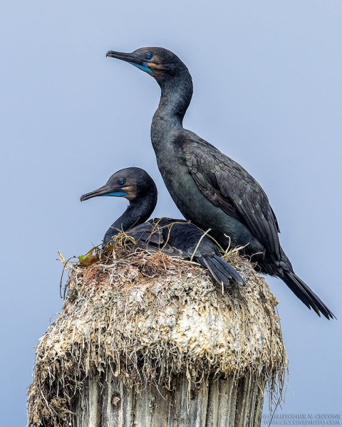 Brandt's Cormorant