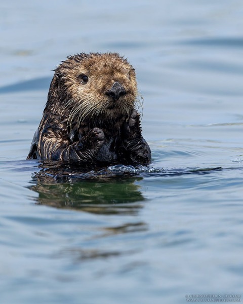 Sea Otter