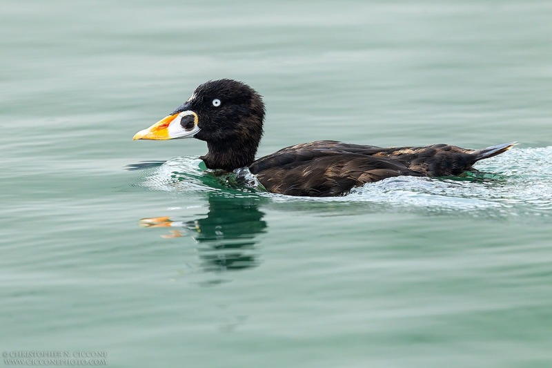 Surf Scoter