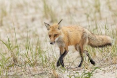 Red Fox