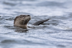 River Otter