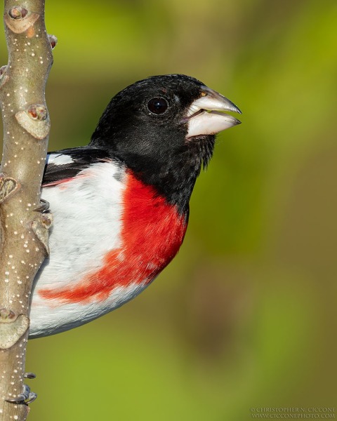 Rose-breasted Grosbeak