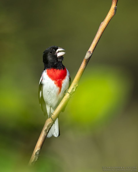 Rose-breasted Grosbeak