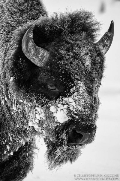 American Bison