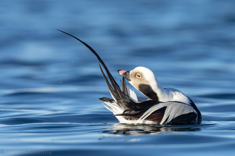 Long-tailed Duck