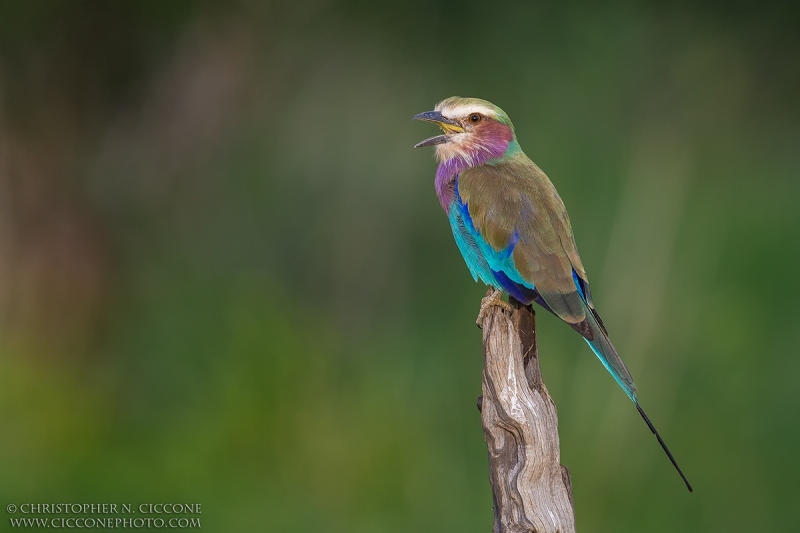 Lilac-breasted Roller