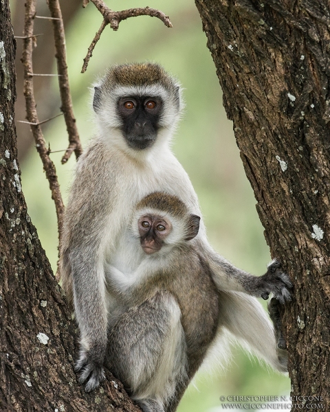 Vervet Monkeys