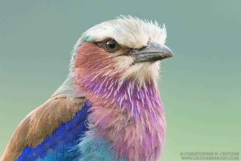 Lilac-breasted Roller