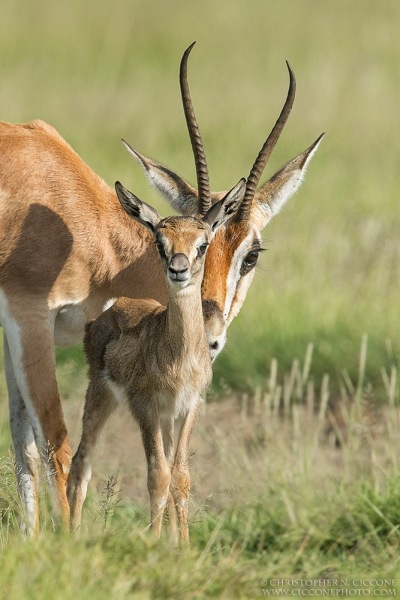 Grant's Gazelles