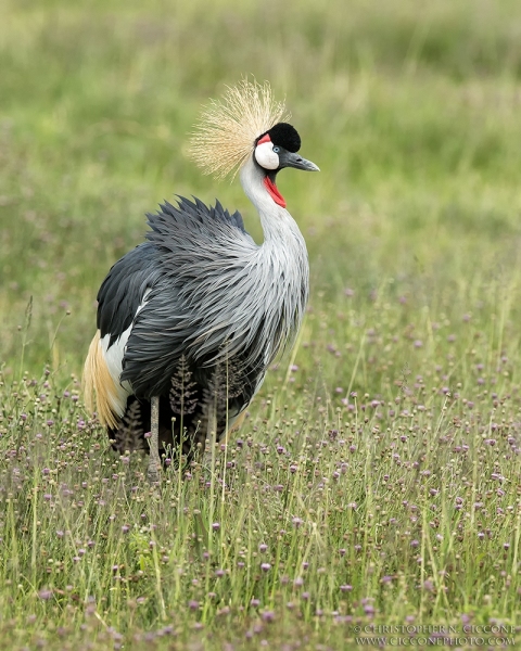 Grey Crowned-Crane