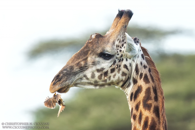 Maasai Giraffe