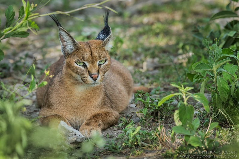 Caracal