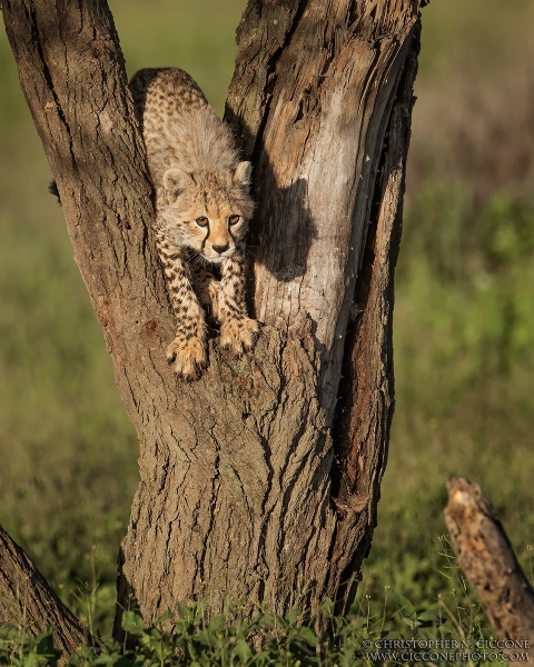 Cheetah kit