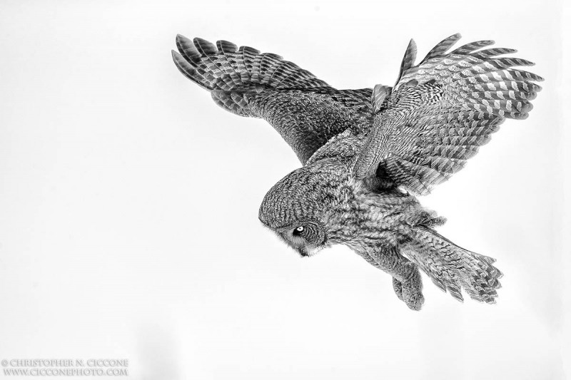 Great Grey Owl