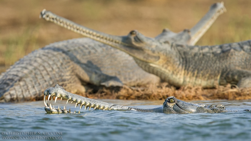 Gharial