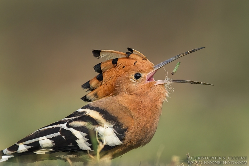 Eurasian Hoopoe