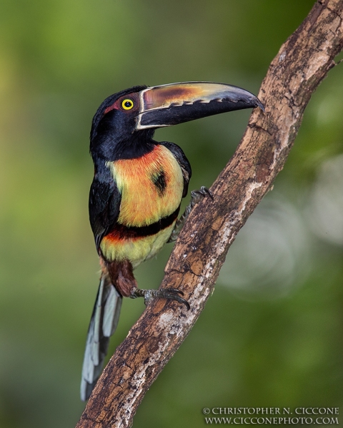 Collared Aracari