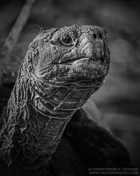 Galapagos Tortoise