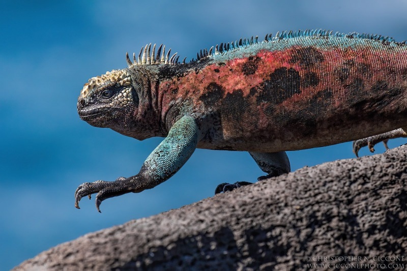 Marine Iguana